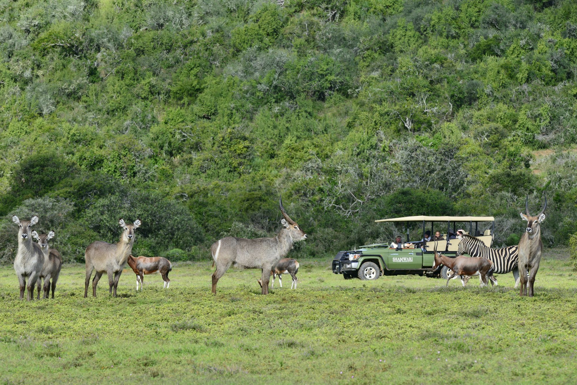 פורט אליזבת' Shamwari Game Reserve מראה חיצוני תמונה